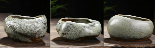 Succulent Green Plants Asparagus Potted Utensils